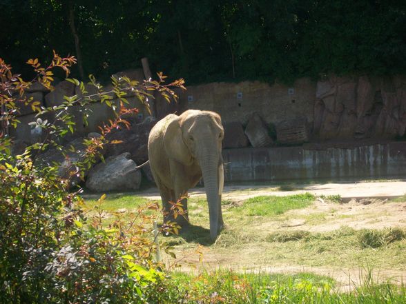 WIEN und Zoo Schmieding  2009 - 