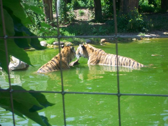 WIEN und Zoo Schmieding  2009 - 