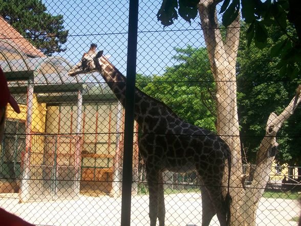 WIEN und Zoo Schmieding  2009 - 