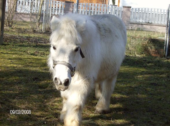 meine tiere - 