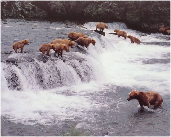 Bären sind für mich die schönsten tiere - 