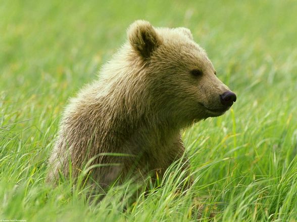 Bären sind für mich die schönsten tiere - 