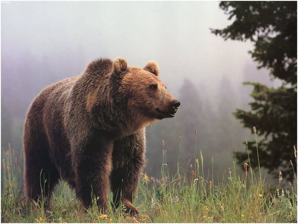 Bären sind für mich die schönsten tiere - 