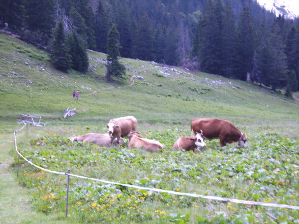 Meine Praxis auf der Alm - 