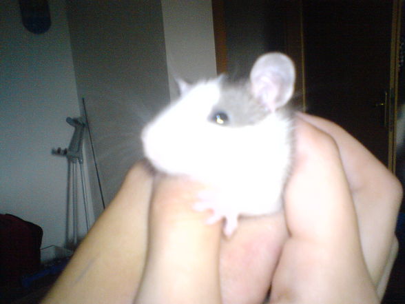 Ratten - 