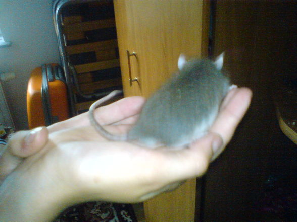 Ratten - 