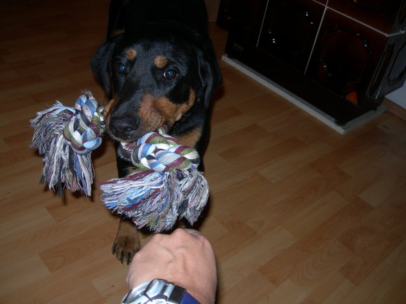 AKIRA!!!mein hund! - 