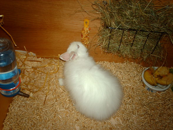 Meine Haustiere - 