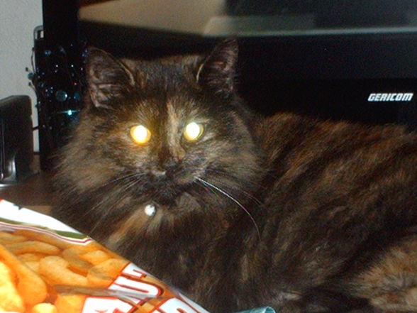 Meine Haustiere - 