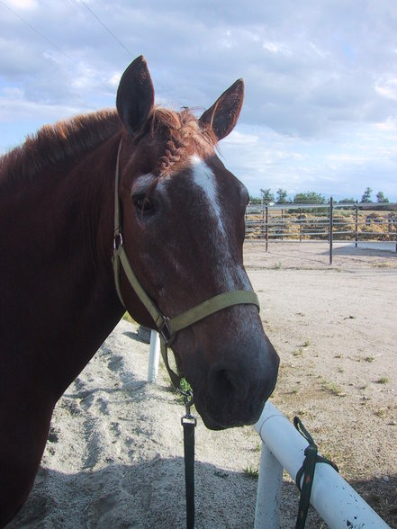 Reiten-reitstunde - 