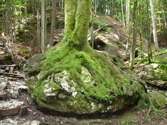 Vogelgesang Klamm 2009 - 