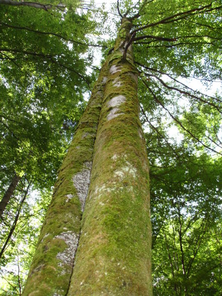 Vogelgesang Klamm 2009 - 