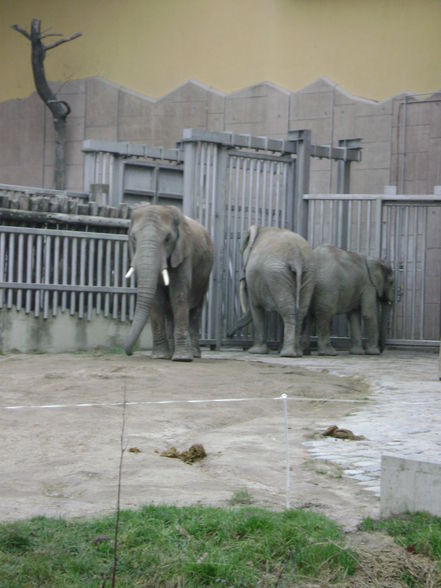 Tierpark Schönbrunn 2009 - 