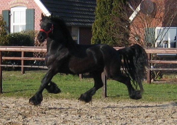 MY HORSE!!!! - 