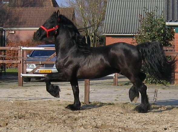 MY HORSE!!!! - 