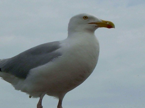 Broadstairs - 