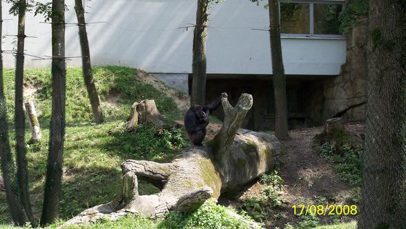 ~Zoo Schmiding~ - 