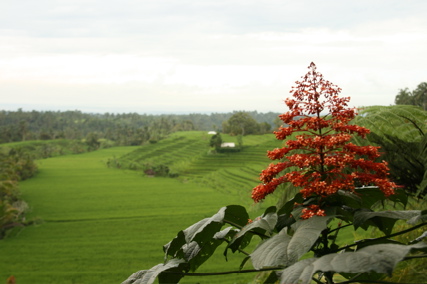 Die grüne Insel - BALI 2007 - 