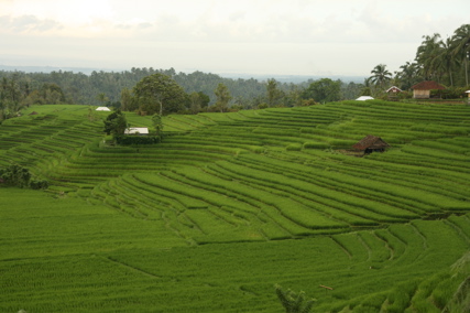 Die grüne Insel - BALI 2007 - 