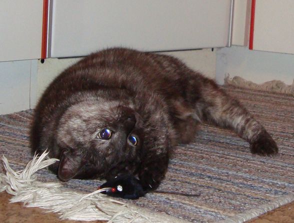 Eukanuba Fan #2 :( - 