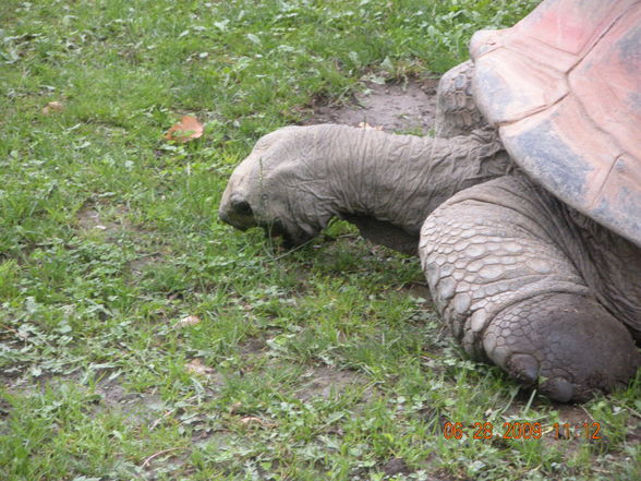 SChönbrunn foi geil - 