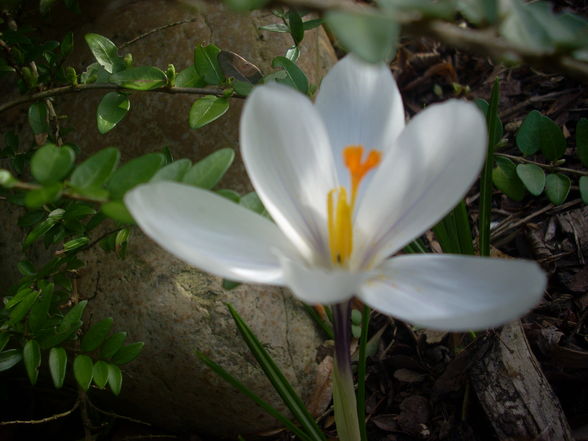 Frühlingserwachen - 