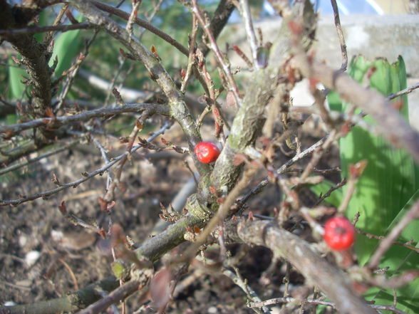 Frühlingserwachen - 