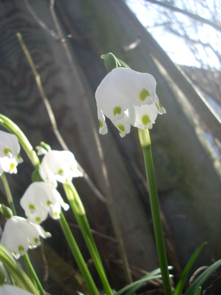 Frühlingserwachen - 