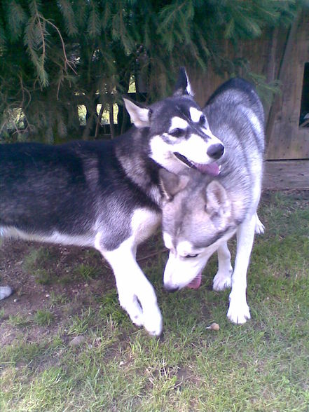 Huskybande - 