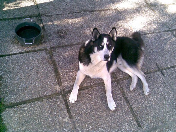 Huskybande - 