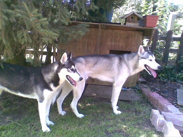 Huskybande - 