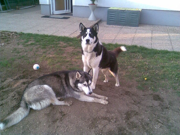 Huskybande - 