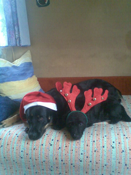 Mein Doggi zu Weihnachten!! - 