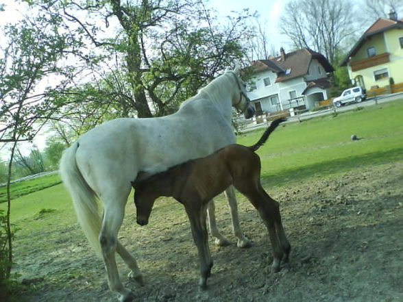 baby´s und mama  - 