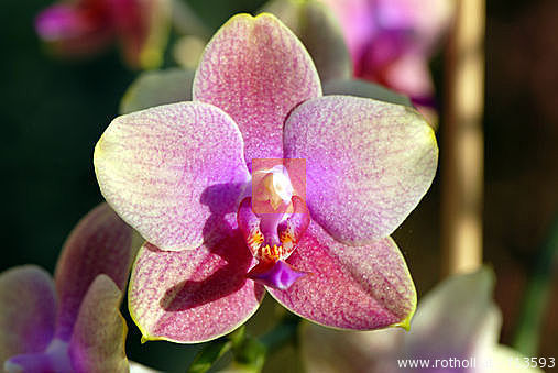 Orchideen - 