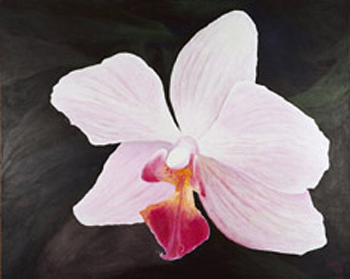 Orchideen - 