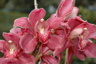 Orchideen - 