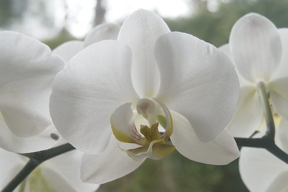 Orchideen - 