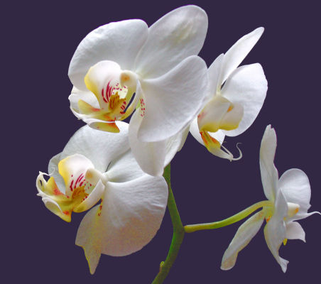 Orchideen - 