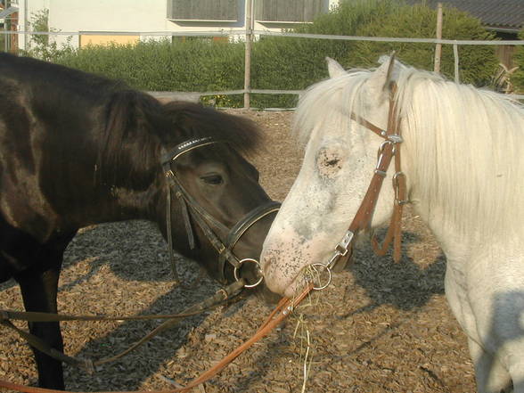 °mY HorSeS° - 