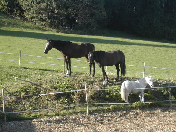 °mY HorSeS° - 