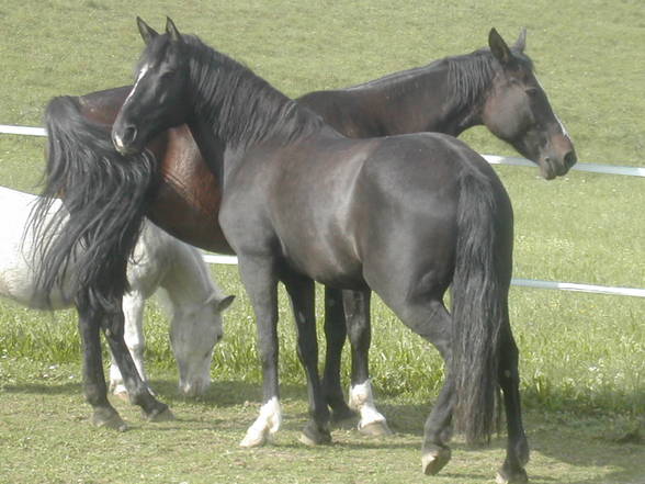 °mY HorSeS° - 