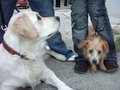 Meine DogGys - 