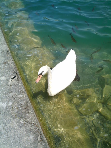 Urlaub am Wörthersee - 