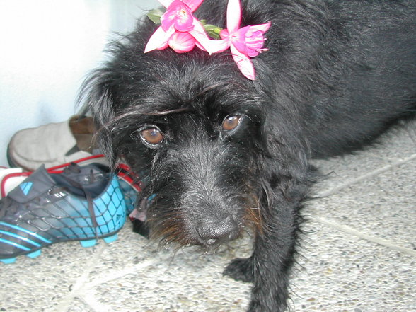 Mei SweeT Doggy-->Lilly - 