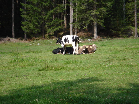 Wanderung auf die Gowilalm - 