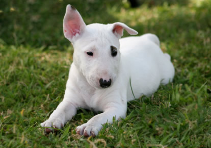 Kampfhunde oder Kampfkuschler - 