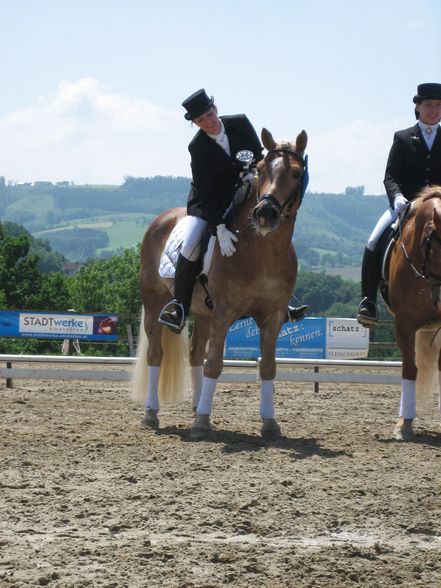 NÖ LM Haflinger und Kleinpferde 31.05.08 - 