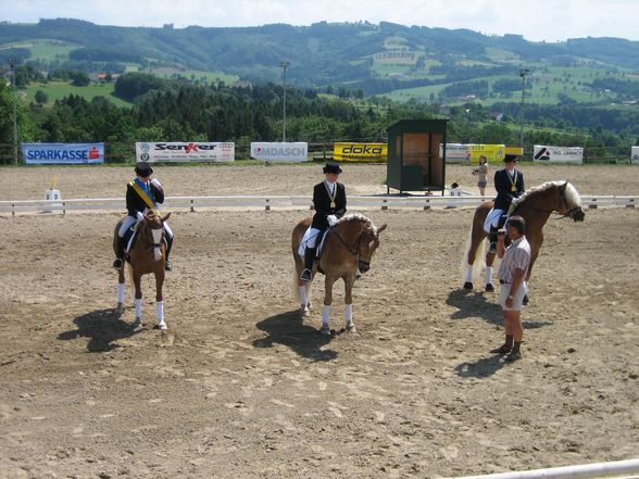 NÖ LM Haflinger und Kleinpferde 31.05.08 - 