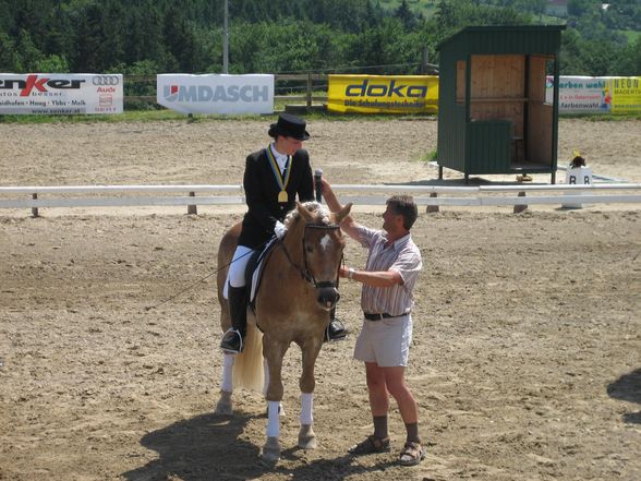 NÖ LM Haflinger und Kleinpferde 31.05.08 - 